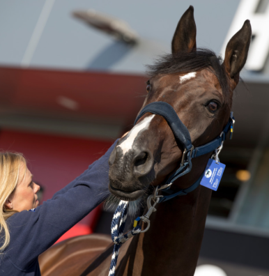 Un cheval avec son groom devant le horse-inn, l'hôtel pour chevaux de Liege Airport