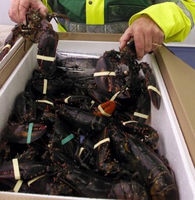 Contrôle de homards