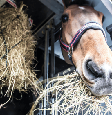 Image d'un cheval mangeant du foin dans un igloo de transport cargo