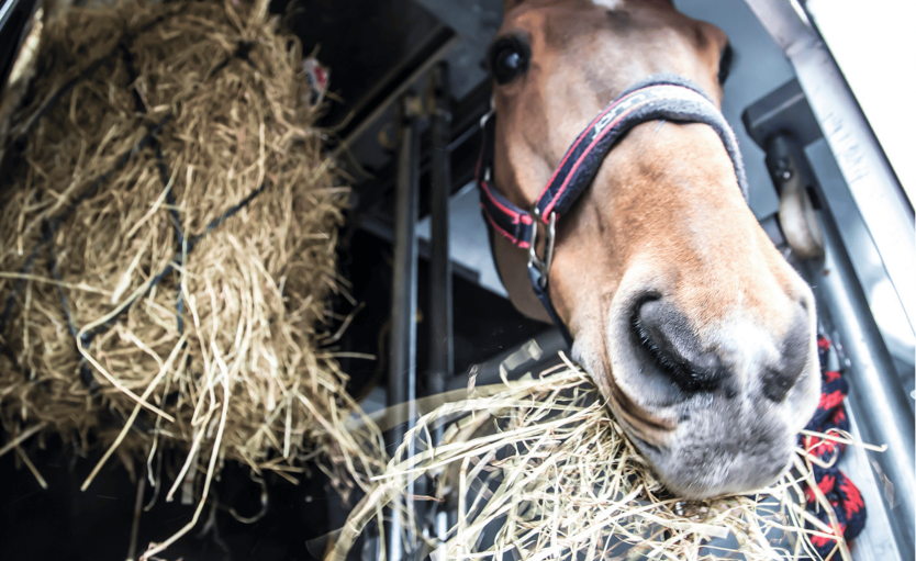Image d'un cheval mangeant du foin dans un igloo de transport cargo